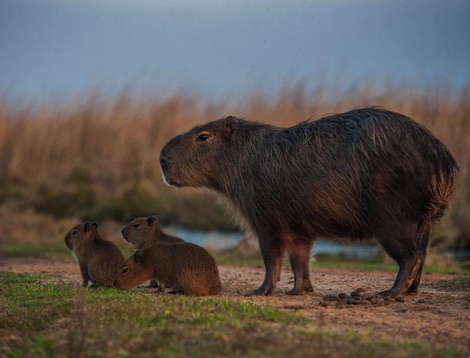 Capybara family Ibera National Park Journeys with Purpose